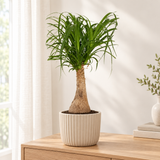 Beaucarnea Nolina in een beige geribbelde sierpot op een eiken dressoir in een lichte woonkamer