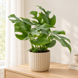 Monstera Minima in een beige geribbelde keramische sierpot op een licht eikenhouten dressoir