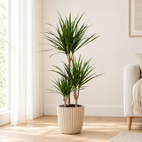 Dracaena Marginata in een beige geribbelde keramische sierpot op een lichte eikenhouten vloer
