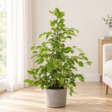 Ficus benjamina Goldenking in een grijze betonlook sierpot op een lichte eikenhouten vloer