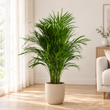 Dypsis Lutescens Areca palm in een beige geribbelde keramieken sierpot in een lichte woonkamer