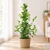 Ficus microcarpa Moclame in een naturel zeegras mand op een licht eiken vloer in een lichte woonkamer