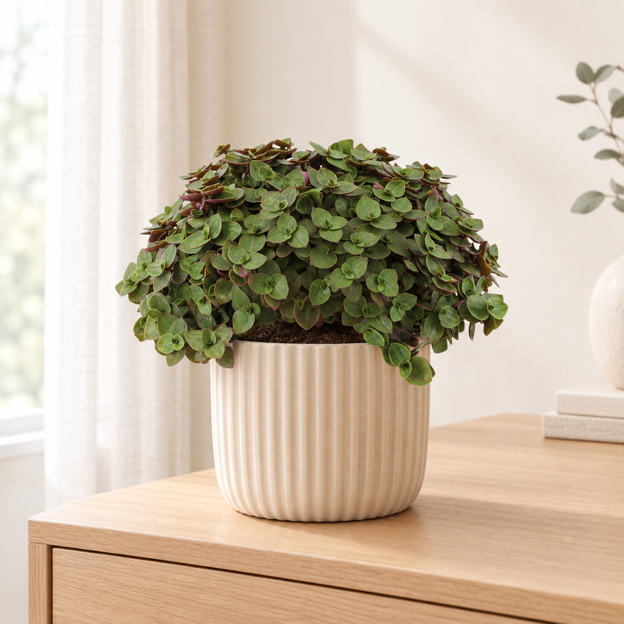 Callisia Turtle in een beige geribbelde keramieken pot op een licht eikenhouten dressoir
