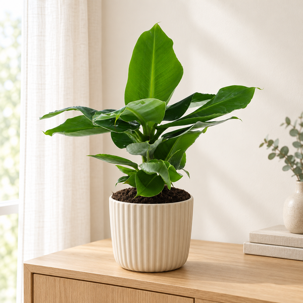 Musa Oriental Dwarf in een beige geribbelde sierpot in een lichte woonkamer