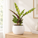 Calathea Insignis in een hoogglans witte keramische sierpot in een lichte woonkamer