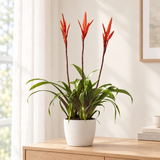 Vriesea Elan Toef in een matwitte keramische sierpot in een lichte woonkamer