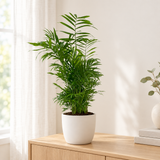 Chamaedorea Elegans in een matwitte keramieken pot op een licht eikenhouten dressoir in een lichte woonkamer