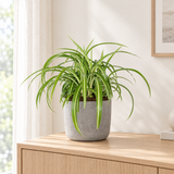 Chlorophytum Comosum Bonnie in een grijze betonlook plantenpot op een licht eiken dressoir in een lichte woonkamer