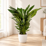 Spathiphyllum Sweet Sebastiano in een matwitte keramieken sierpot in een lichte woonkamer