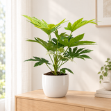 Fatsia Japonica Spider Web in een witte hoogglans sierpot in een lichte woonkamer