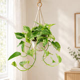 Epipremnum Marble Queen - Scindapsus in een crèmewitte hangpot met macramé ophanging in een lichte woonkamer