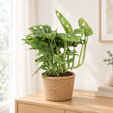 Monstera Monkey in een naturel zeegras mand op een licht eiken dressoir in een lichte woonkamer