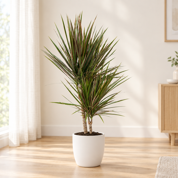 Dracaena Bicolor in een matwitte keramieken sierpot in een lichte woonkamer