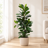 Ficus Cyathistipula in een beige geribbelde keramieken sierpot in een lichte woonkamer