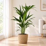 Howea Forsteriana in een natuurlijke gevlochten zeegras mand op een licht eiken vloer in een lichte woonkamer