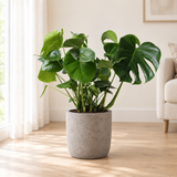 Monstera in een grijze betonlook plantenbak op een licht eiken vloer in een lichte woonkamer