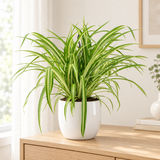 Chlorophytum Comosum Variegatum in een witte hoogglans keramieken pot op een licht eiken dressoir in een lichte woonkamer