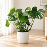 Monstera in een matwitte keramieken sierpot op een licht eiken vloer in een lichte woonkamer