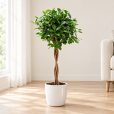 Ficus Microcarpa Moclame in een witte hoogglans keramieken pot op een licht eiken vloer in een lichte woonkamer