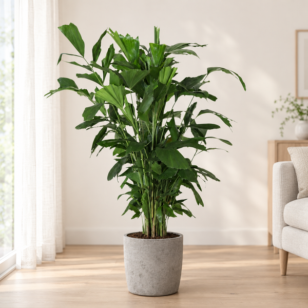 Caryota Mitis in een grijze betonlook plantenbak op een licht eiken vloer in een lichte woonkamer