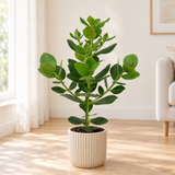Clusia Rosea Princess in een beige geribbelde sierpot op een licht eiken vloer in een lichte woonkamer