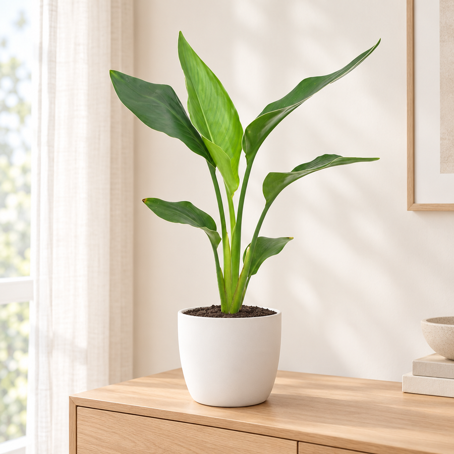 Strelitzia Reginea in een matwitte sierpot in een lichte woonkamer