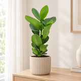 Clusia In Cylinder Glas in een beige geribbelde sierpot in een lichte woonkamer