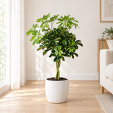 Schefflera Gold Capella in een witte hoogglans sierpot op een eiken vloer in een lichte woonkamer