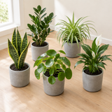 Surprise box met 5 verschillende kamerplanten in grijze betonlook potten