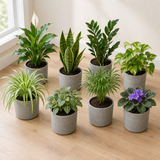 Surprise box met 8 verschillende kamerplanten in grijze betonlook potten