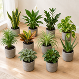 Surprise box met 10 verschillende kamerplanten in grijze betonlook potten