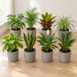 Outsider box met 8 verschillende kamerplanten in grijze betonlook potten