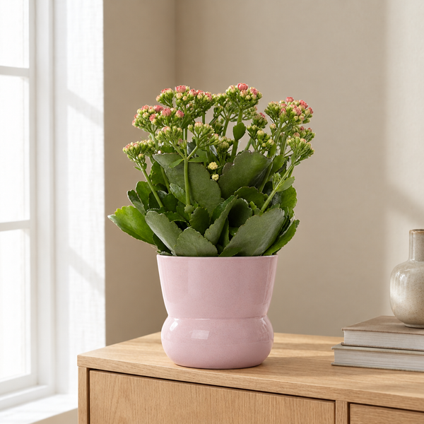Kalanchoe Pink In P&PURE Plant Vase Maxima Pink in een sfeervolle, lichte woonkamer