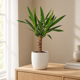 Yucca in een sfeervolle, lichte woonkamer