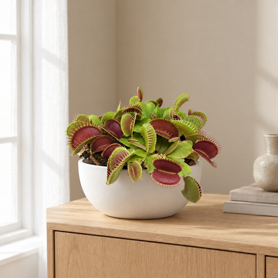 Dionaea Muscipula in een sfeervolle, lichte woonkamer