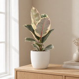 Ficus Elastica Tineke in een sfeervolle, lichte woonkamer