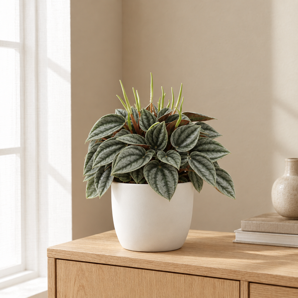 Peperomia Napoli Nights in een sfeervolle, lichte woonkamer