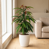 Ficus Binnendijkii 'Amstel King' in een sfeervolle, lichte woonkamer