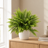 Nephrolepis Boston Green Moment in een sfeervolle, lichte woonkamer