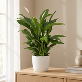 Spathiphyllum Torelli in een sfeervolle, lichte woonkamer
