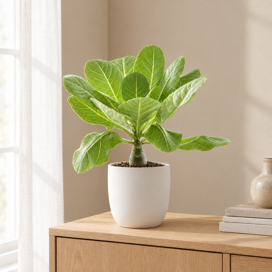 Brighamia Insignis 'Hawaii Palm' in een sfeervolle, lichte woonkamer
