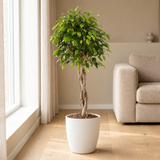 Ficus Benjamina Exotica in een sfeervolle, lichte woonkamer
