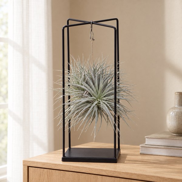 Tillandsia Mix 1 piece in een sfeervolle, lichte woonkamer