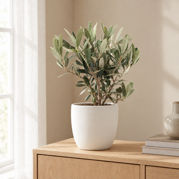 Olea Olijf in een sfeervolle, lichte woonkamer