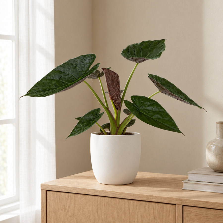Alocasia Wentii in een sfeervolle, lichte woonkamer