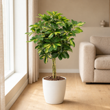 Schefflera Arboricola Gold Capella in een sfeervolle, lichte woonkamer