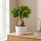 Ficus Ginseng in een sfeervolle, lichte woonkamer