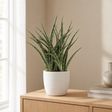 Sansevieria Fernwood Punk in een sfeervolle, lichte woonkamer