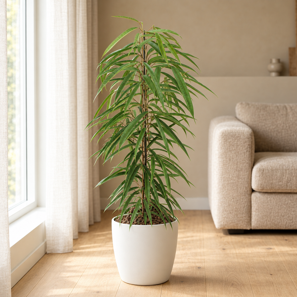 Ficus Binnendijkii Alii in een sfeervolle, lichte woonkamer