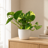 Scindapsus (Epipremnum) Aureum in een sfeervolle, lichte woonkamer